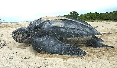 Female, digging in the sand