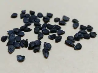 Leek seeds