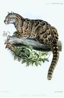 Drawing of a Formosan clouded leopard published in 1862