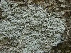 powdery greenish-grey crust