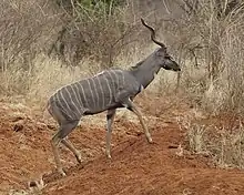 Brown bovid with white stripes