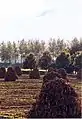 Hay in the fields