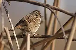 Lincoln's Sparrow