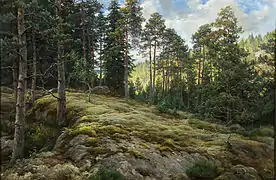 Rocky Hillside in a Pine Forest