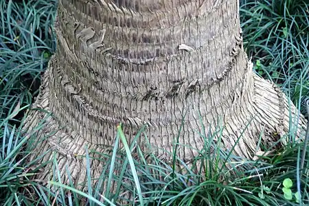 Base of the trunk in Fairchild Tropical Botanic Garden, Miami