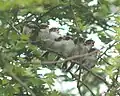 Brood of eight fledglings calling to be fed