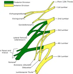 Plan of lumbar plexus.