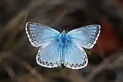 Male, upperside