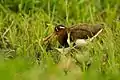 Greater Painted Snipe at Basai