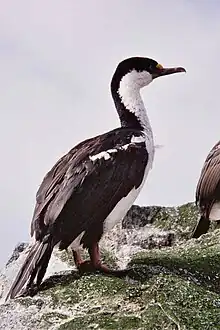 Macquarie shag