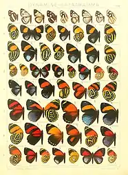 Butterflies from Adalbert Seitz's Macrolepidoptera of the World (1923)