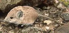 Brown elephant shrew