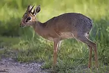 Small brown and white bovid