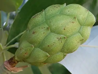 Immature fruit