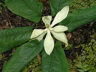 M. fraseri flower and foliage. West slope of Spruce Mountain, West Virginia, USA.