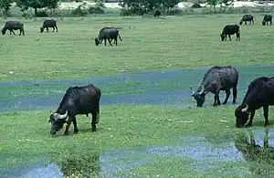 Buffalos breeding, Lake Kerkini