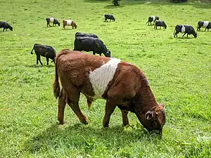 Red bull calf in Gloucestershire