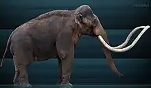 Columbian mammoth restoration