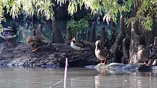 A male mandarin duck in Central Park, New York