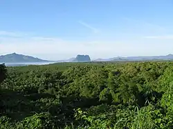 A blanket of green mangrove stretches out, with volcanic mountains in the distance.