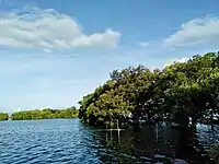 Mangroves in Barangay Ubihan