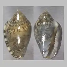 Marginella carquejaiPraia Amélia, NamibeAngola