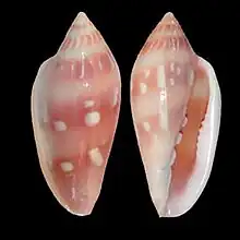 Marginella desjardinioffshore Dakar, Senegal