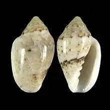 Marginella eucosmiaNE Port ElizabethSouth Africa