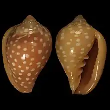 Marginella goodalliDakar Harbour, Senegal