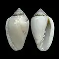 Marginella minusculaAlgoa Bay, South Africa