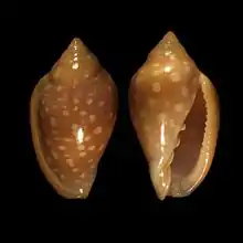 Marginella sebastianioff Guiné-Bissau