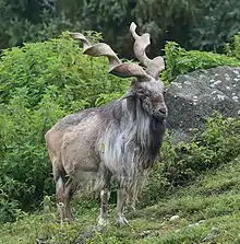 Gray bovid