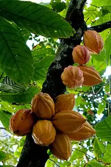 Theobroma cacao