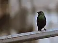 Asian glossy starling in Malaysia