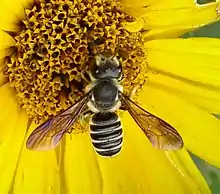 Megachile inimica female