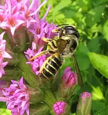 Megachile pugnata pugnata female