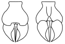 Reconstruction of the telson of Megalograptus ohioensis