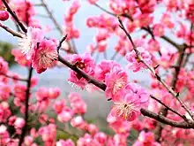 Plum blossoms