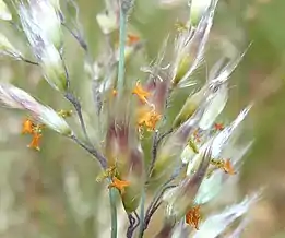 inflorescence