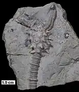 Melocrinites nodosus spinosus (Weller, 1898), a spiny, stalked crinoid from the Milwaukee Formation.