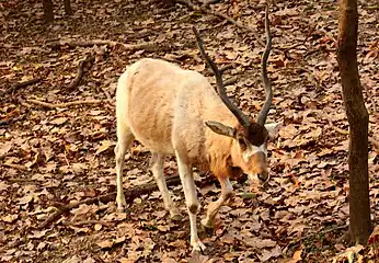 Addax