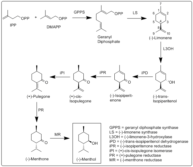 Biosynthesis of menthol