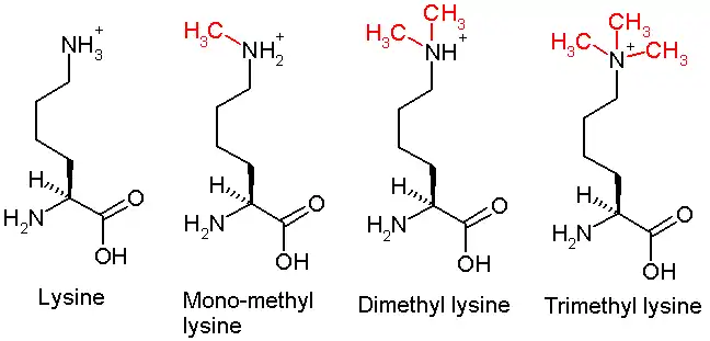 Methylation-lysine