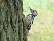 The woodpecker is heard in every forest