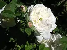 Close-up of a cup-shaped white rose with a bit of green in the centre, with some pale pink rosebuds alongside.