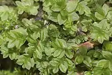 The moss Mnium stellare, characteristic with its leaves star-shaped