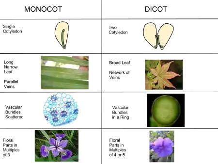 Illustrations of differences between monocots and dicots