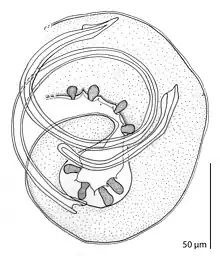 "Moravecnema segonzaci" (Cystidicolidae)