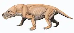 Moschorhinus kitchingi