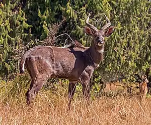 Brown bovid